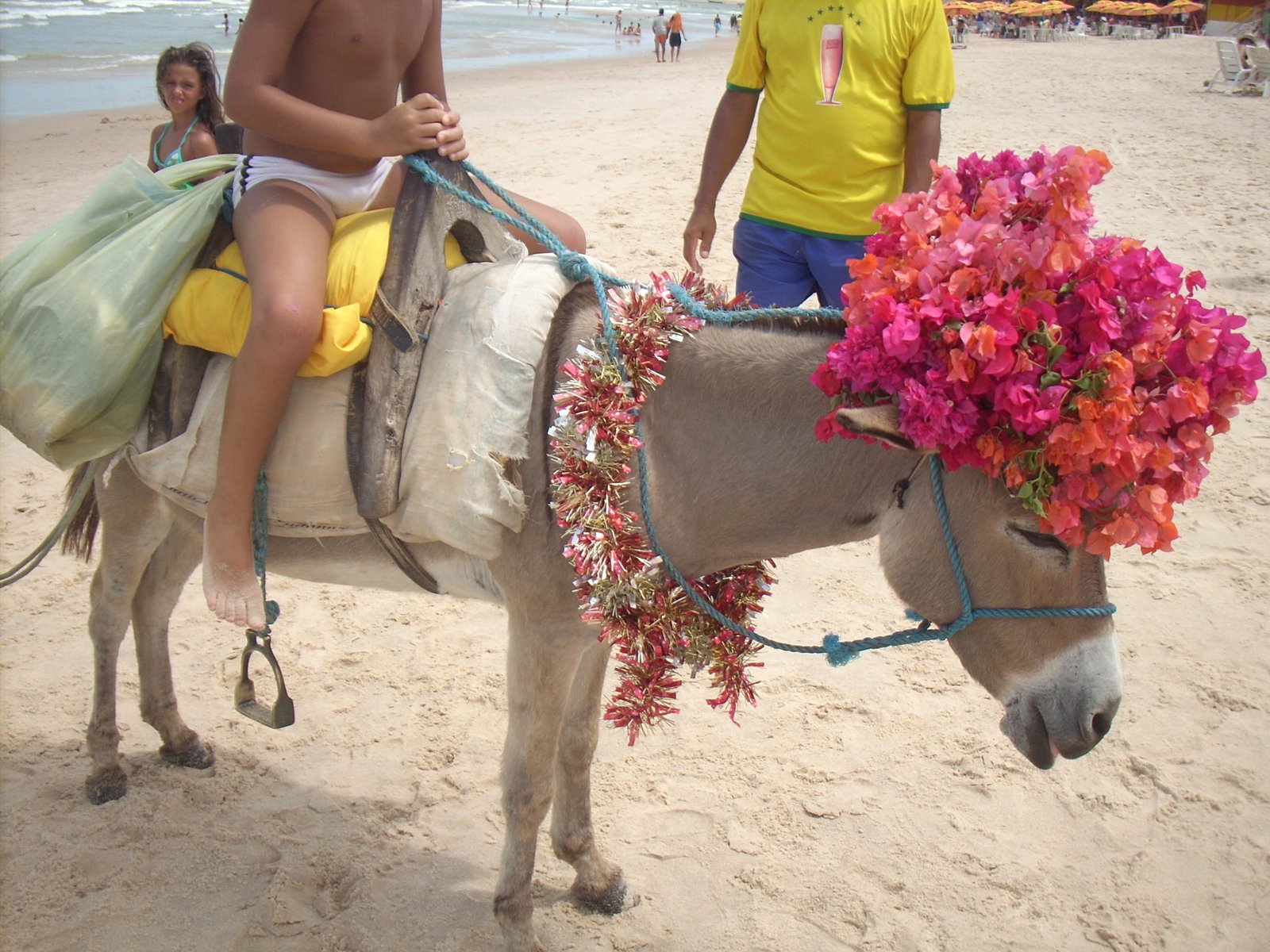 Cultural Significance and Symbolism of Donkeys (image credits: wikimedia)
