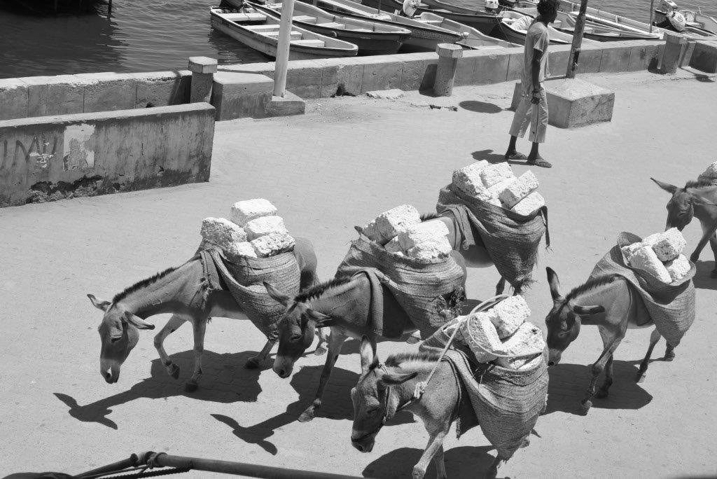 The Future of Beasts of Burden in a Changing World (image credits: wikimedia)