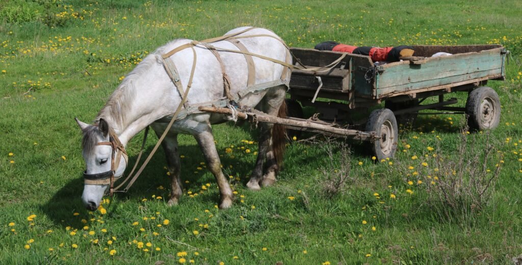 World Donkey Day and the Evolution of Beast-of-Burden Species
