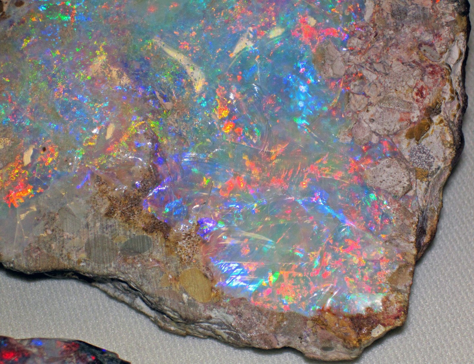 The Land Down Under: A Fossil Hunter’s Dream (image credits: wikimedia)