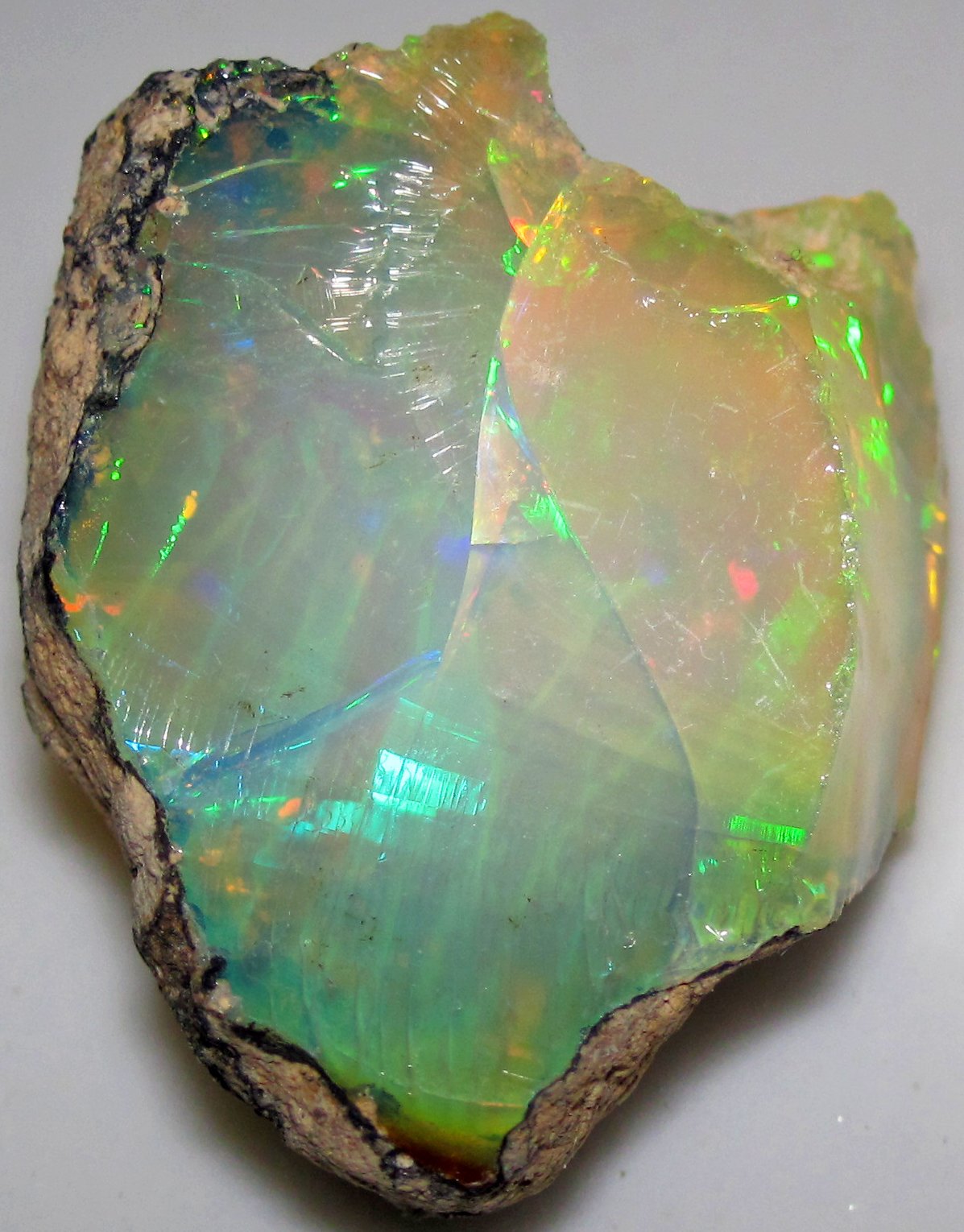 How Do Fossils Become Opals? (image credits: wikimedia)