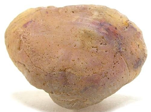 The Magic of Opal Fossils: More Than Just Pretty Rocks (image credits: wikimedia)