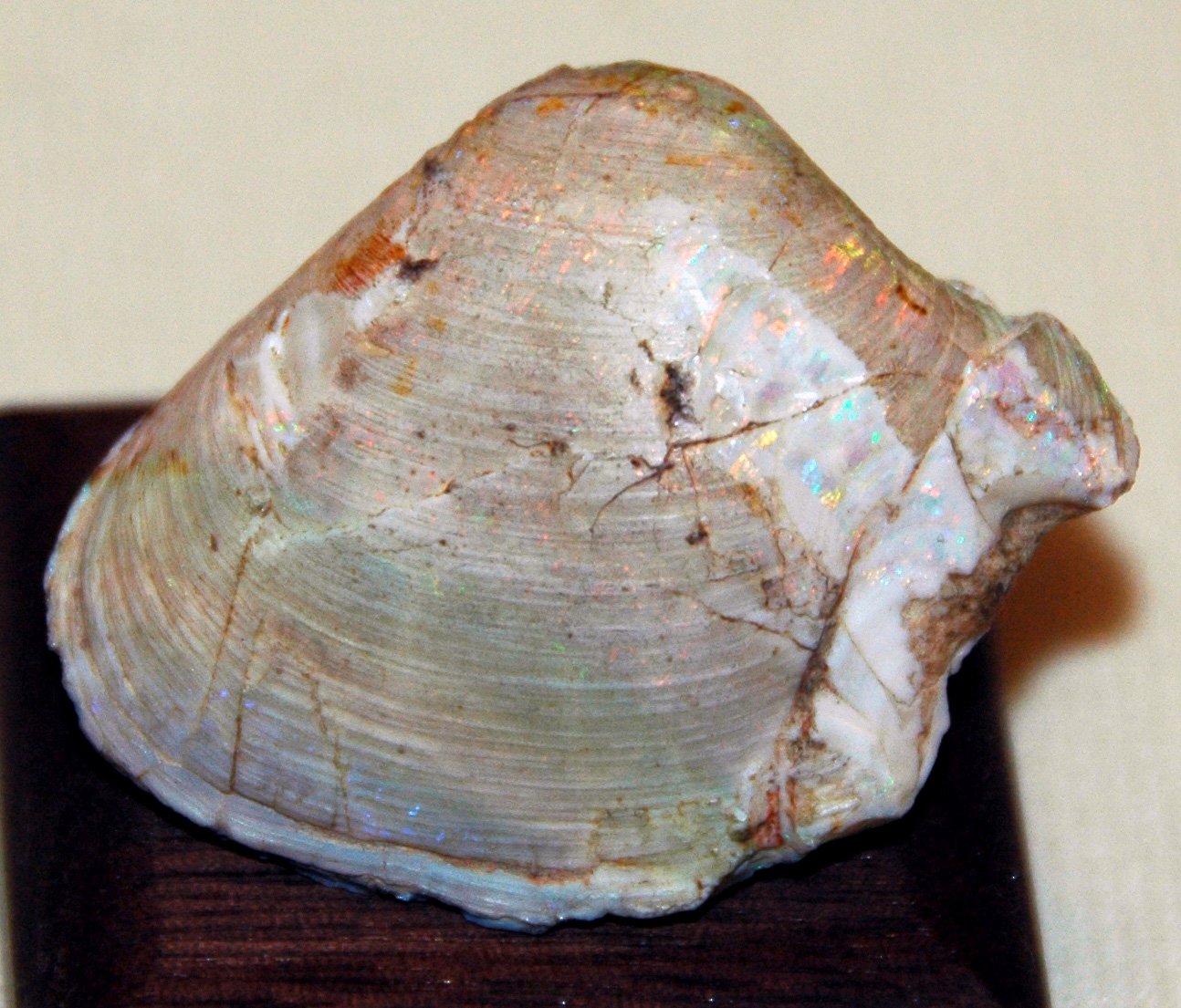 Opal Fossils: Nature’s Time Capsules (image credits: wikimedia)