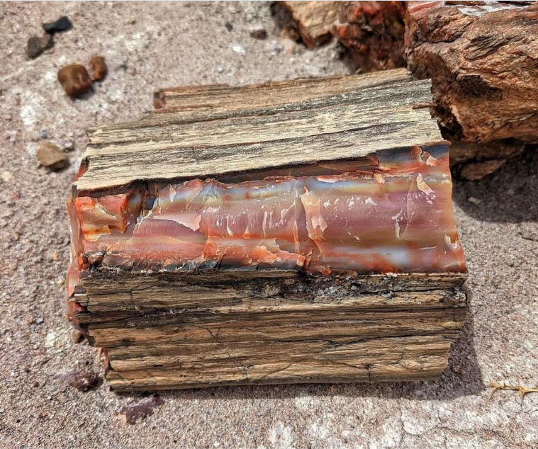 From Fallen Giant to Fossil (image credits: wikimedia)