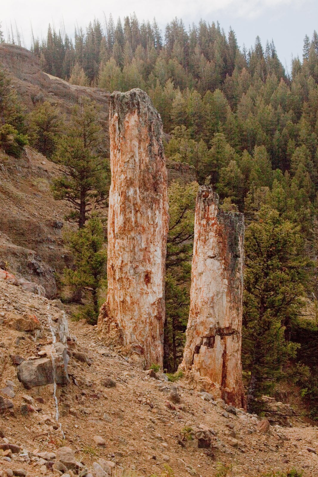 Meet the Ancient Trees (image credits: wikimedia)