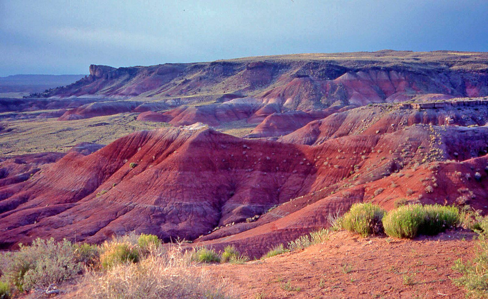 The Painted Desert: More Than Just Trees (image credits: wikimedia)