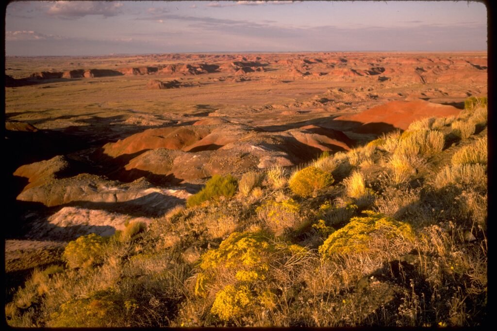 The Petrified Forest in Arizona Is Just a Fancy Graveyard for Really Old Trees