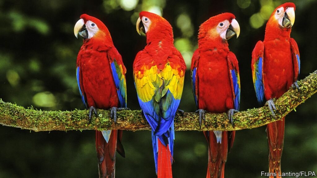 How a Parrot Learned to Order Snacks Using Alexa