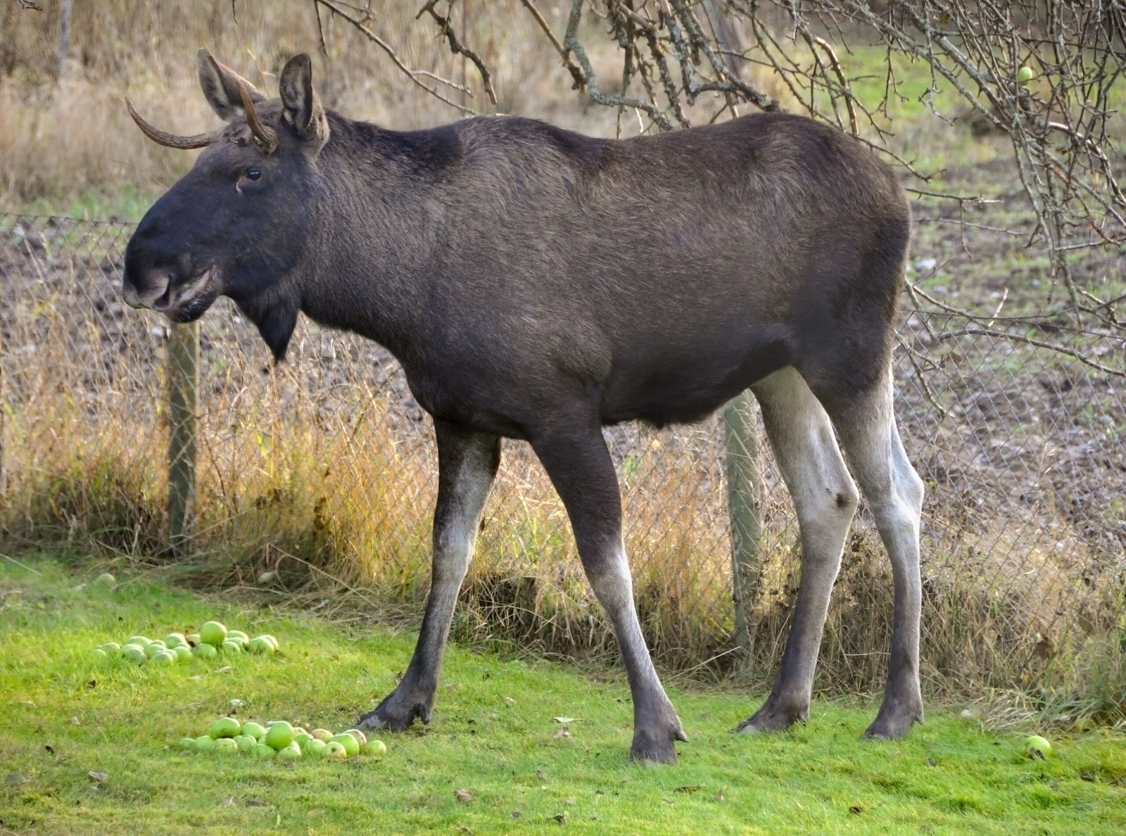 Why Do Moose Keep Coming Back? (image credits: wikimedia)