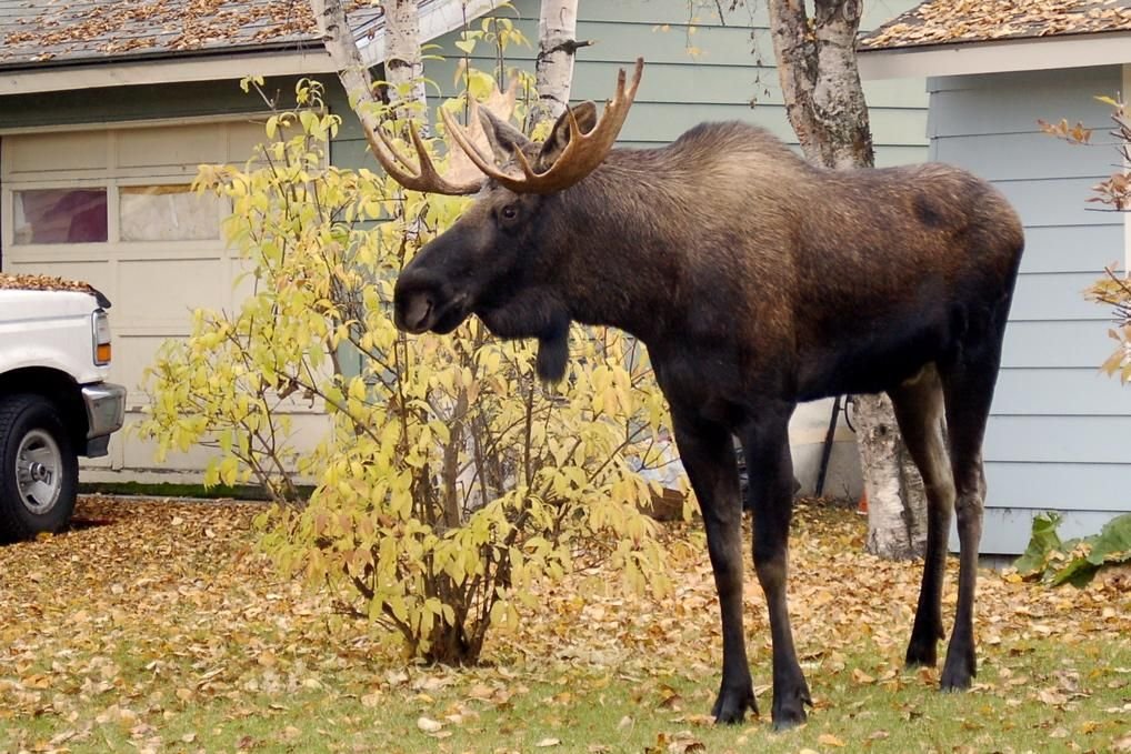 What the Future Holds for Norway’s Moose (image credits: wikimedia)