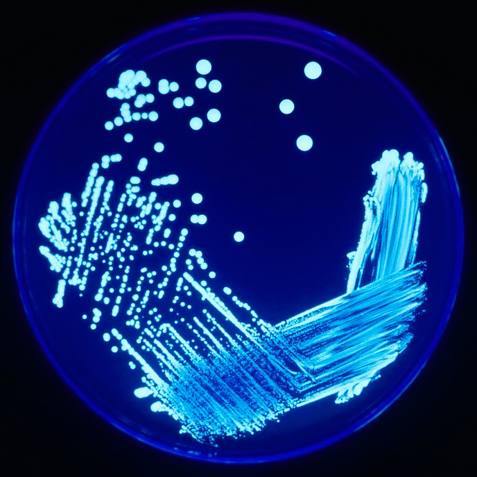 Cross-Species Conversations: Bacteria and Their Neighbors (image credits: wikimedia)