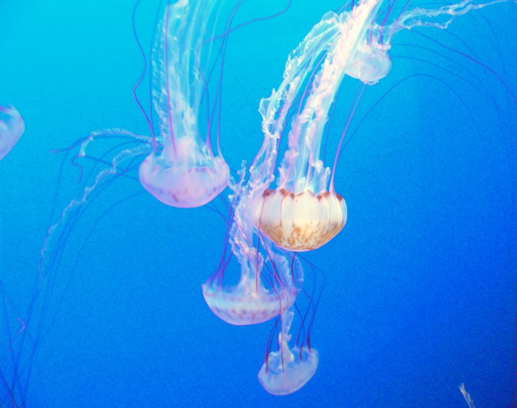 Some Jellyfish Digest Their Prey While It’s Still Alive Inside Them