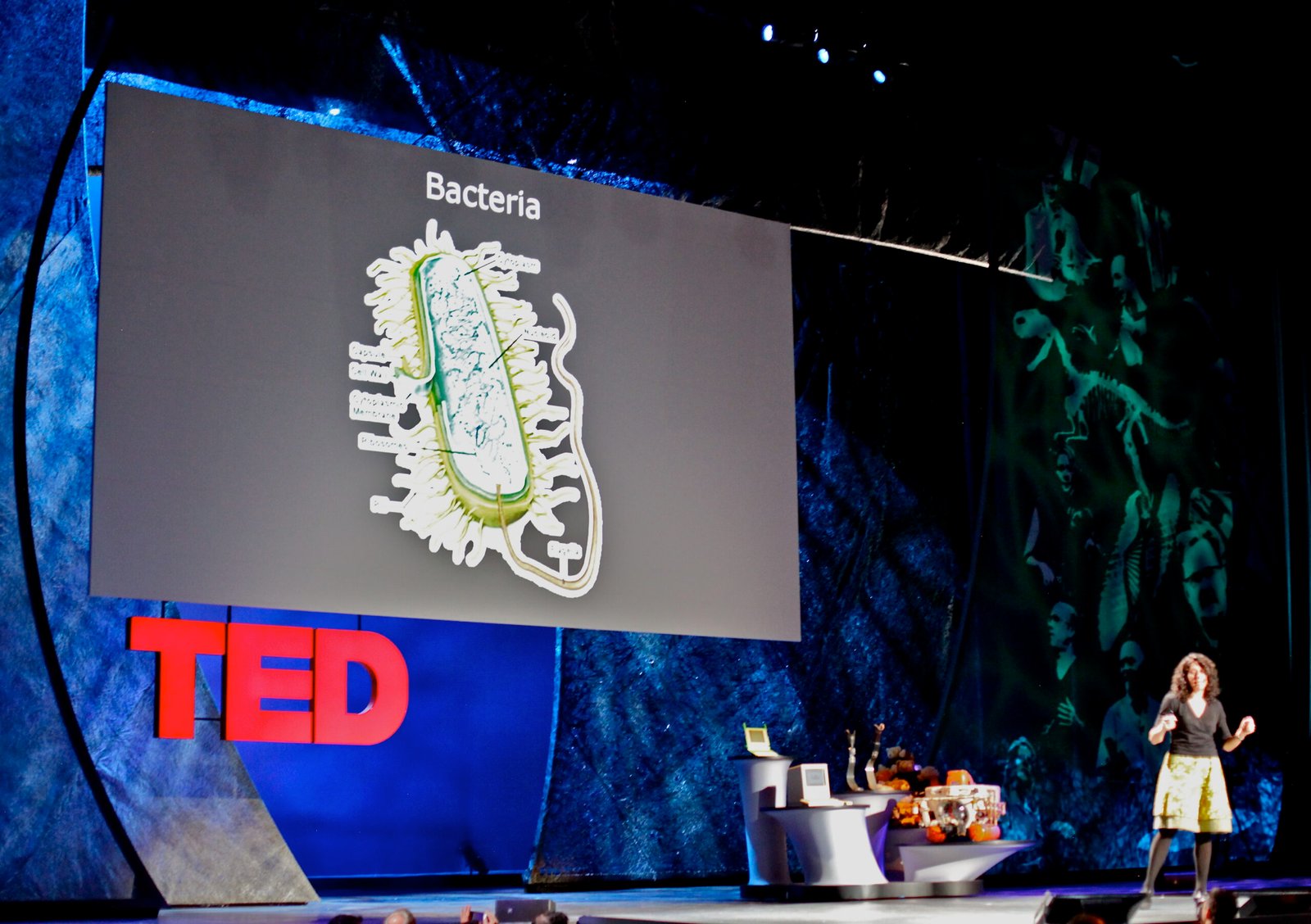 Chemical Conversations: How Bacteria Talk to Each Other (image credits: wikimedia)