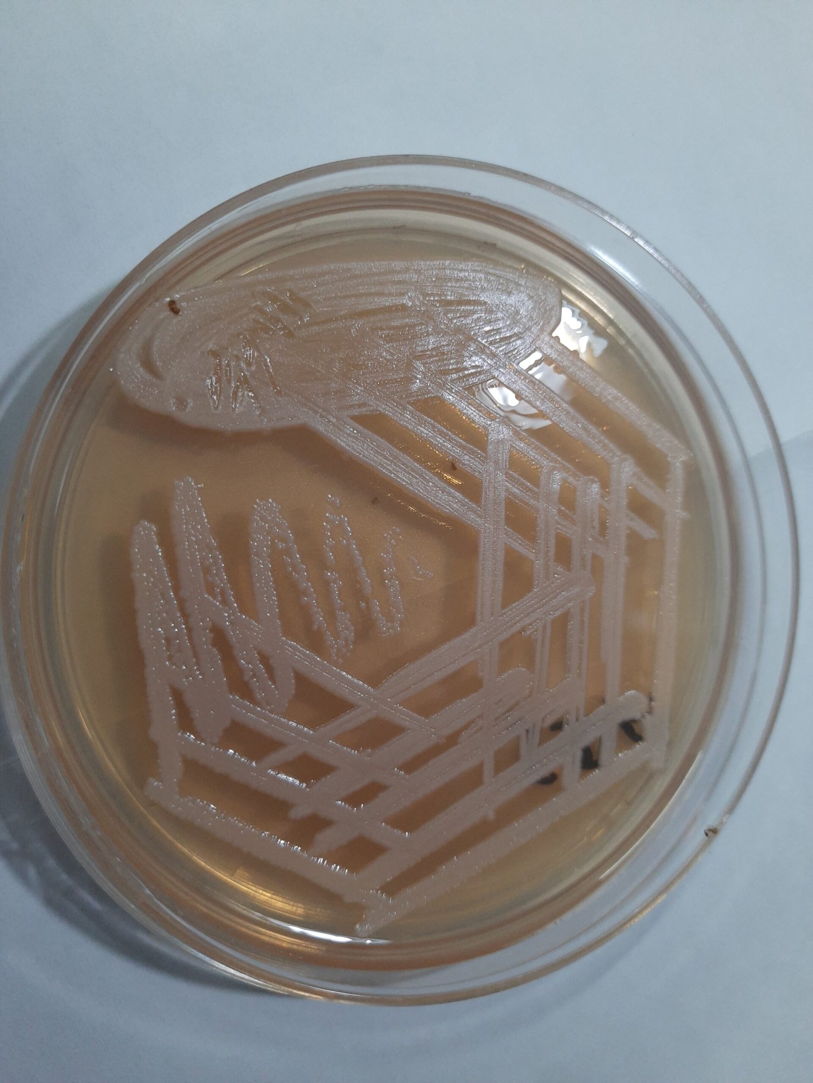 Microbial Memory: Do Bacteria “Remember” Stress? (image credits: wikimedia)