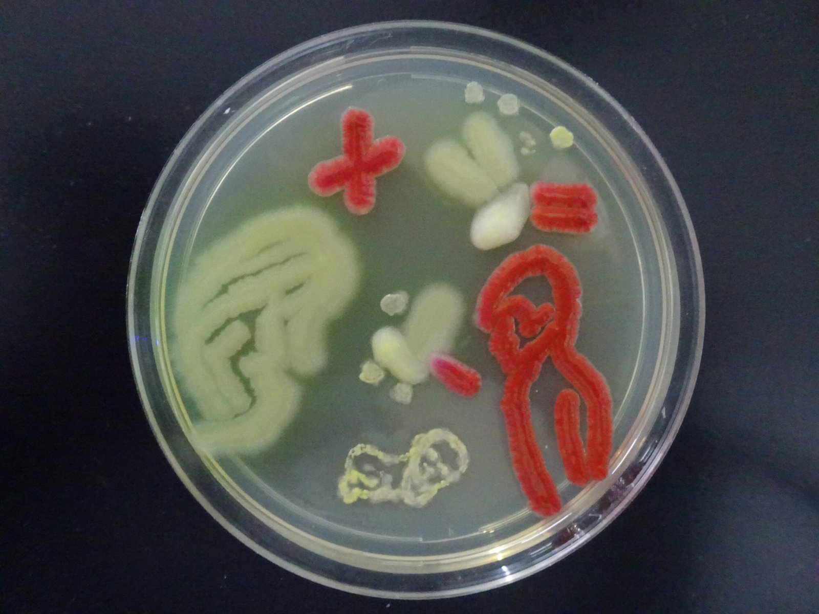 Signals from the Host: How Human Bodies Influence Bacterial Mood (image credits: wikimedia)
