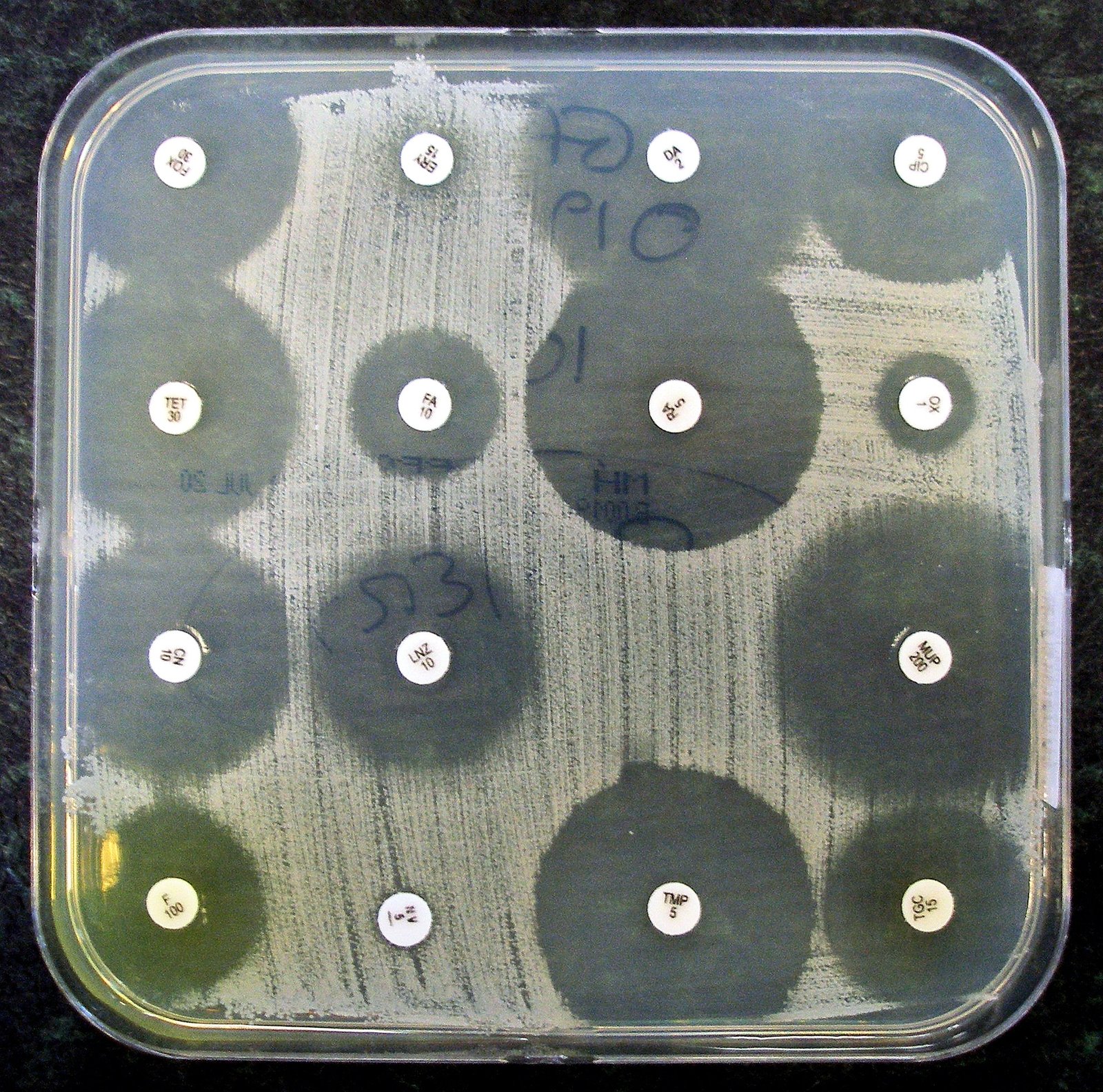 Antibiotics: A Double-Edged Sword for Microbes (image credits: wikimedia)