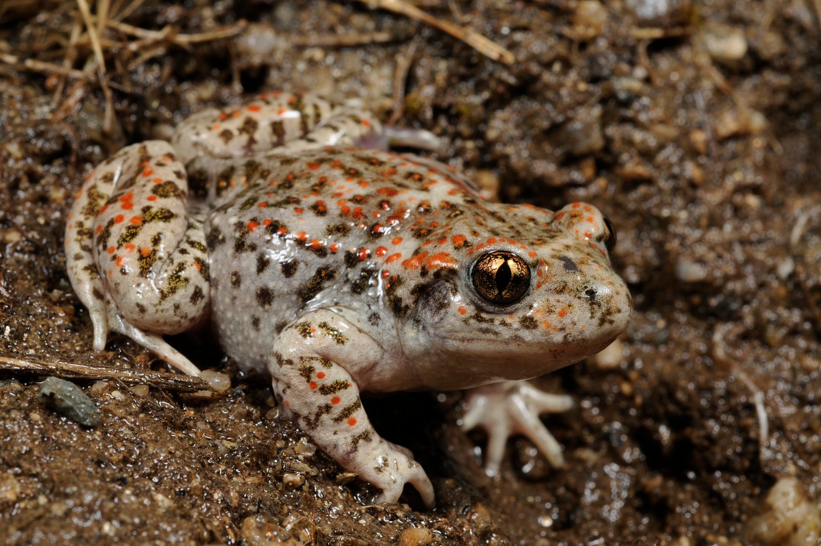 A Glimpse Into the Life of the Midwife Frog (image credits: wikimedia)