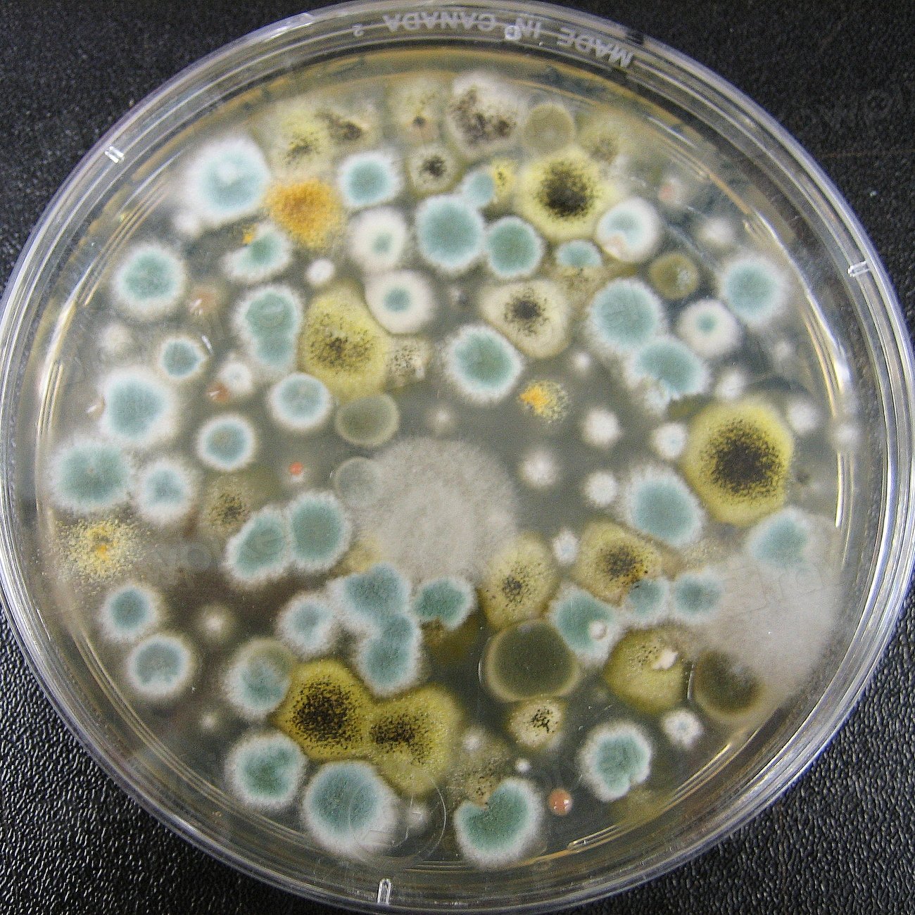 Reflections from the Microbial World (image credits: rawpixel)