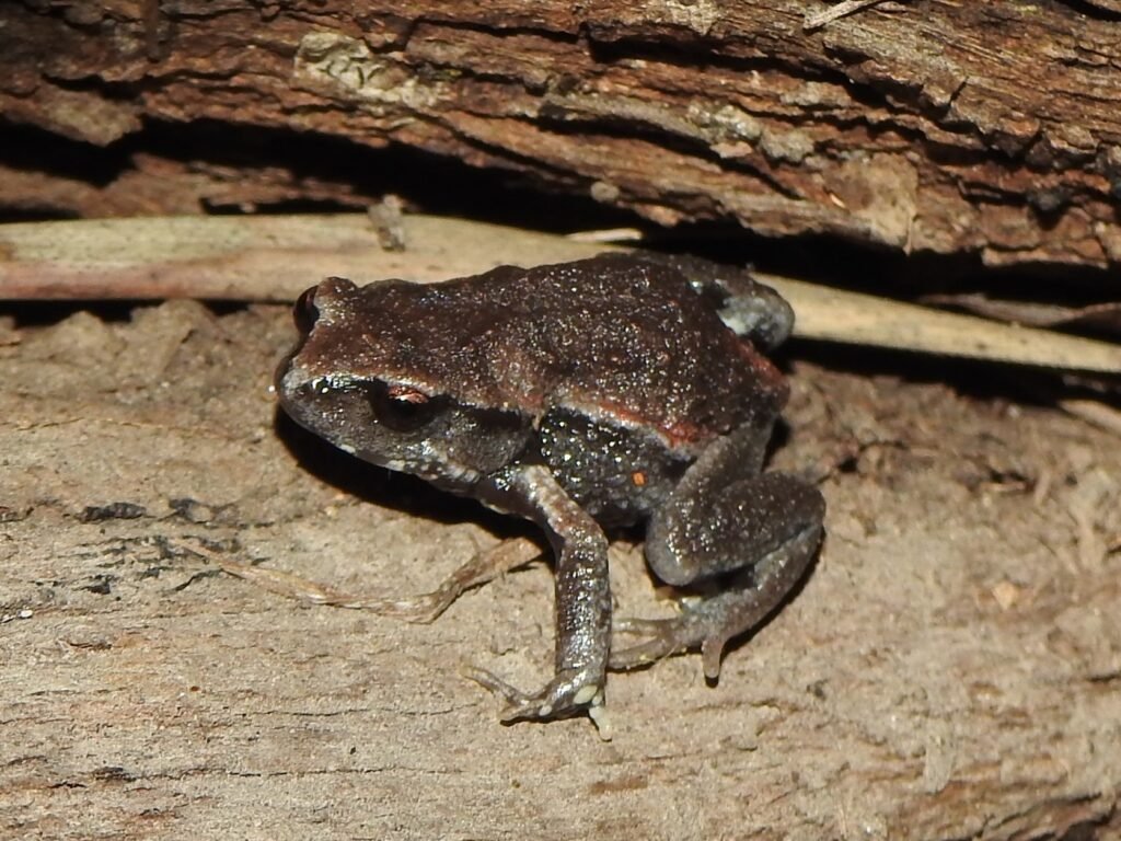 There Are Frogs in the Philippines That Hatch Tadpoles in Their Backs