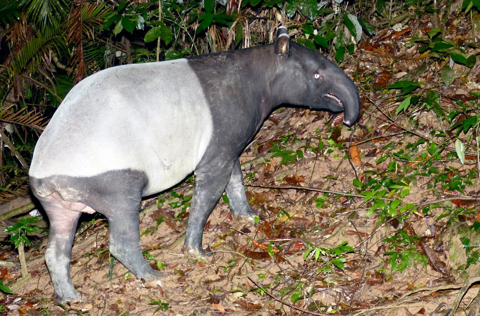 A Master of Disguise in the Rainforest (image credits: wikimedia)