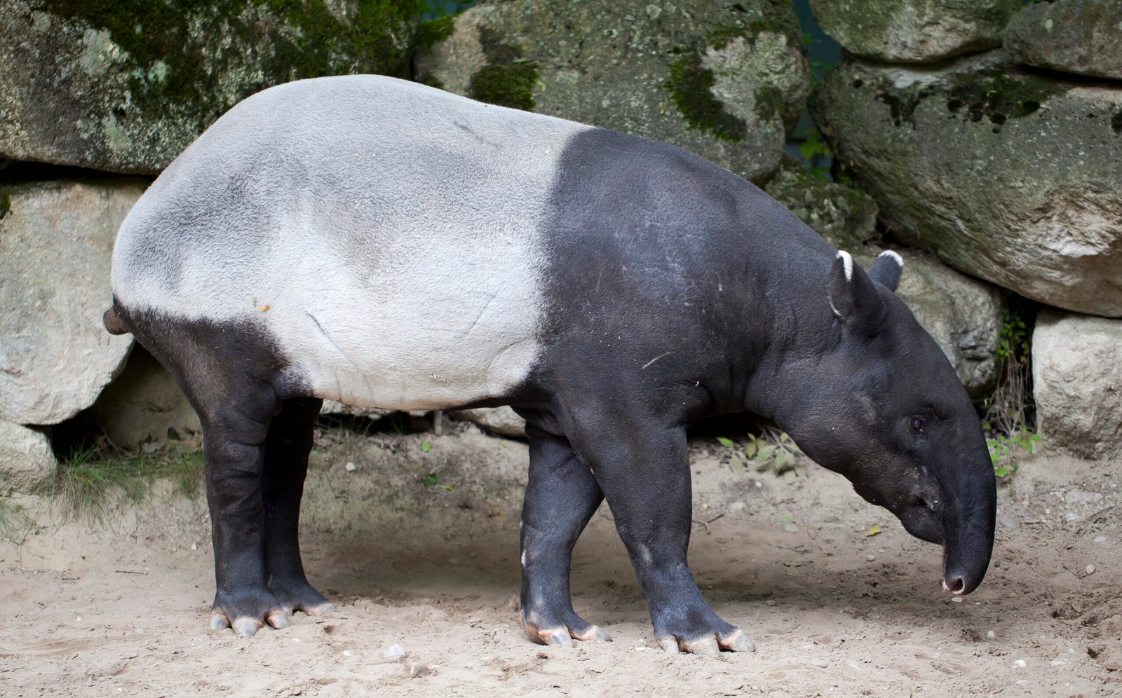 The Ecological Role of Malaysia’s “Snouted Unicorn” (image credits: wikimedia)