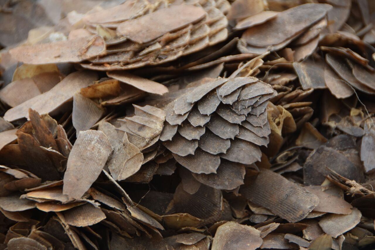 Pangolin Scales: The Most Trafficked Mammal (image credits: wikimedia)