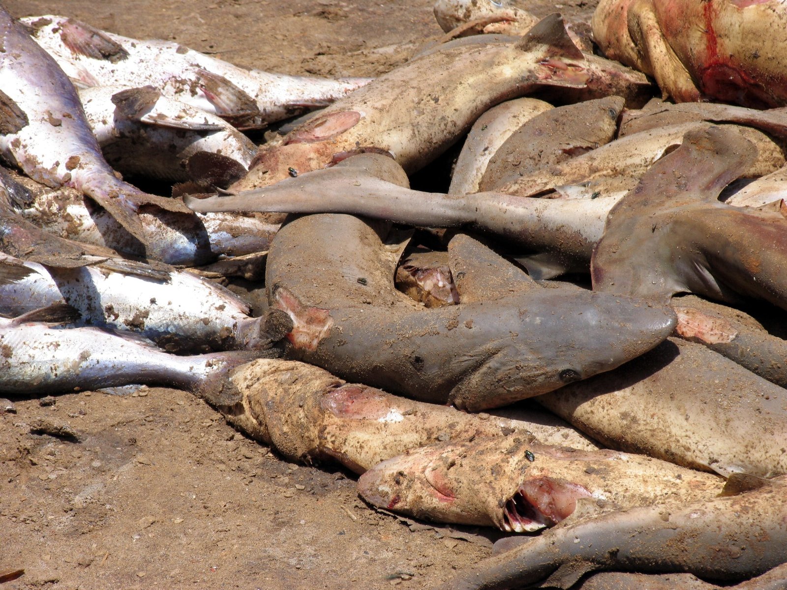 Shark Fins: A Deadly Delicacy (image credits: wikimedia)