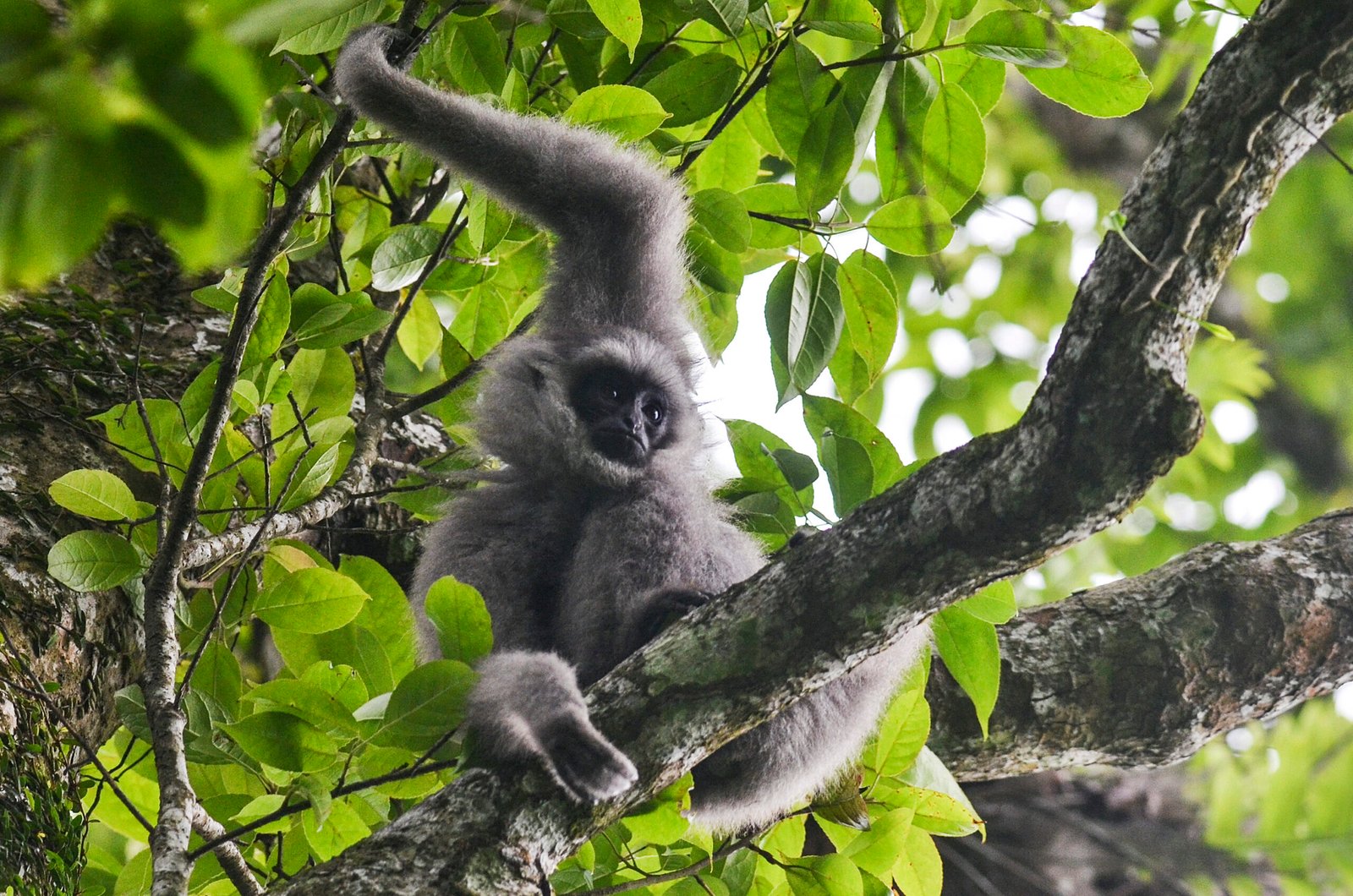 Primates and Bushmeat: A Deadly Appetite (image credits: wikimedia)