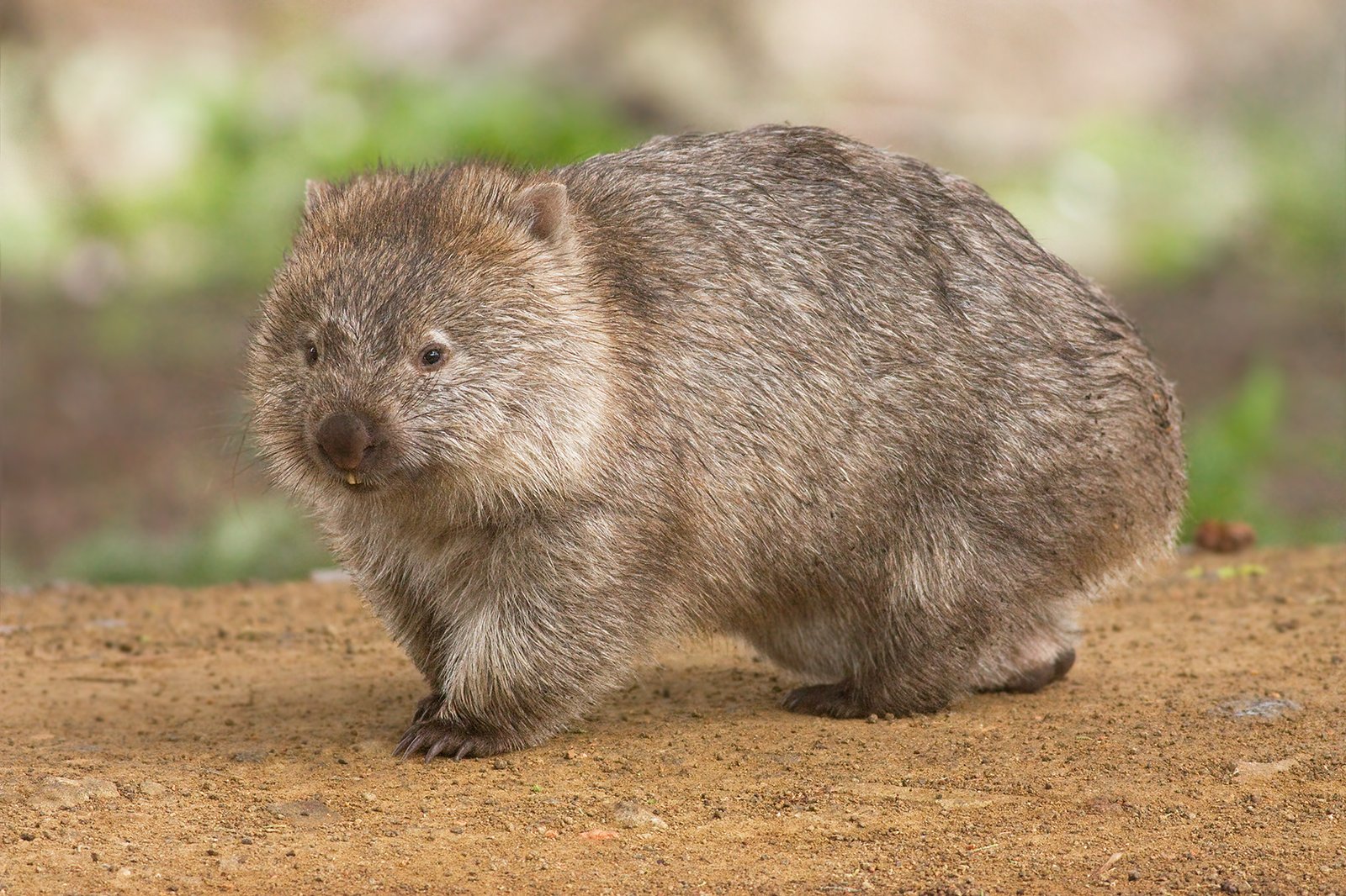 Slow and Steady: The Wombat’s Digestive Superpower (image credits: wikimedia)