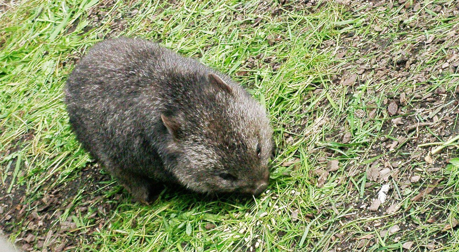 Engineering Lessons from Wombat Poop (image credits: wikimedia)