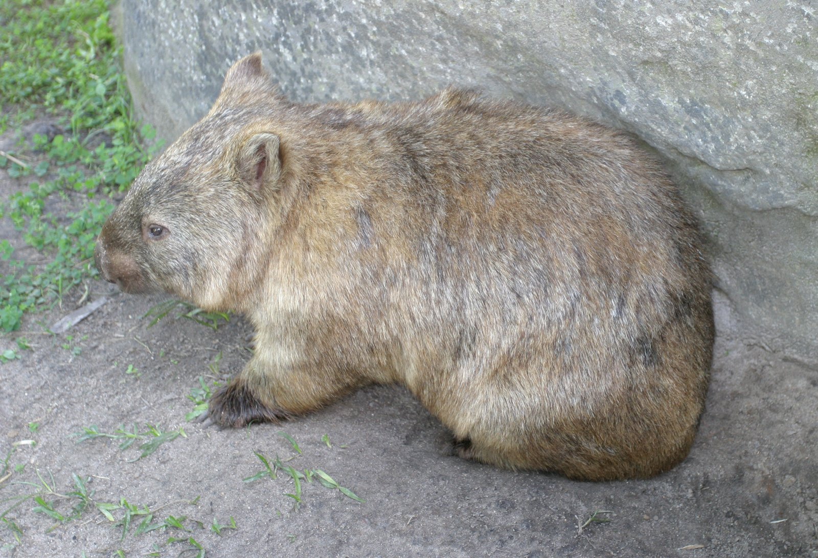 Wombat Cubes in Conservation and Ecology (image credits: wikimedia)