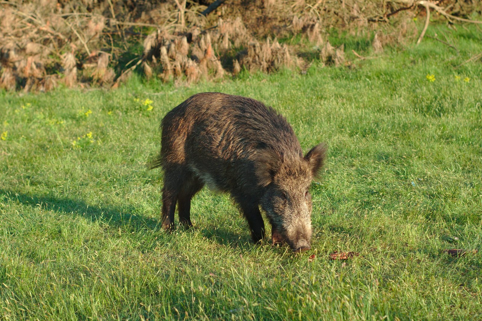 From Forests to Freeways: Why Boars Are Coming Back (image credits: wikimedia)