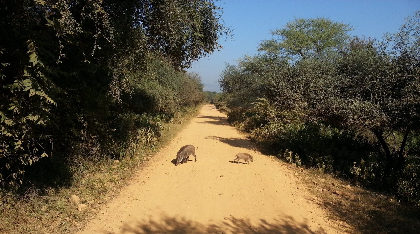 Seeing Is Believing: Boars at the Crosswalk (image credits: wikimedia)