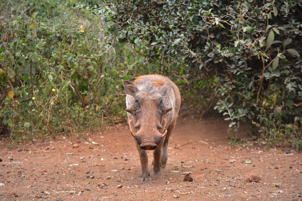 Boars and the Urban Ecosystem (image credits: rawpixel)
