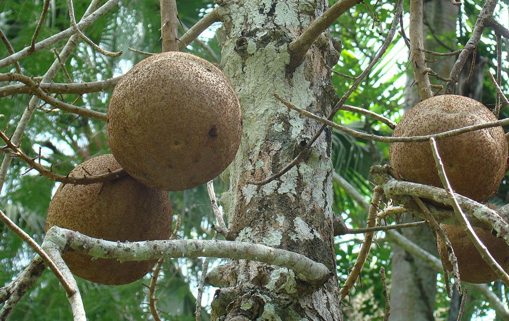 The Violent Tactics of the Cannonball Tree (image credits: wikimedia)