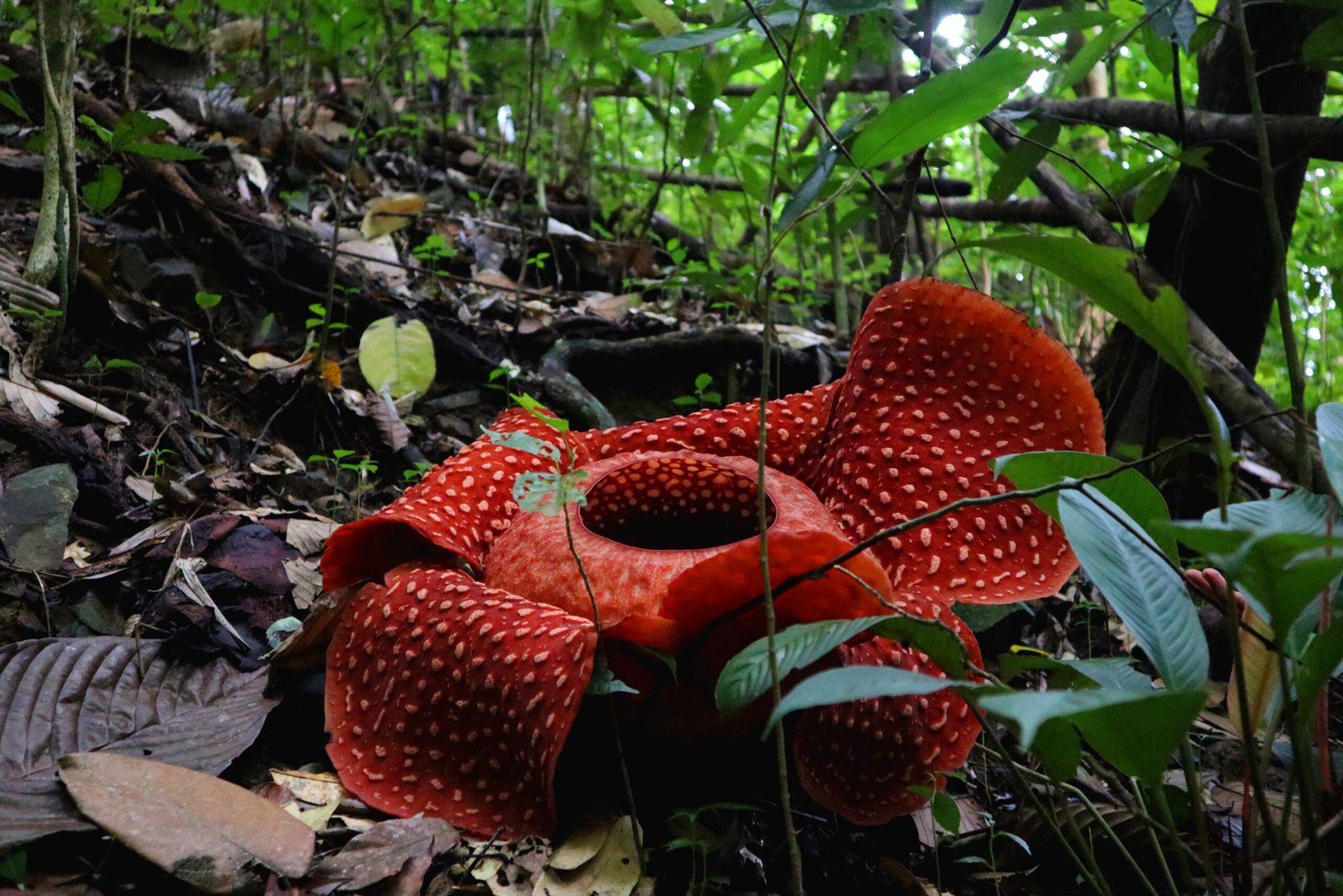 The Incredible Power of the Rafflesia (image credits: wikimedia)