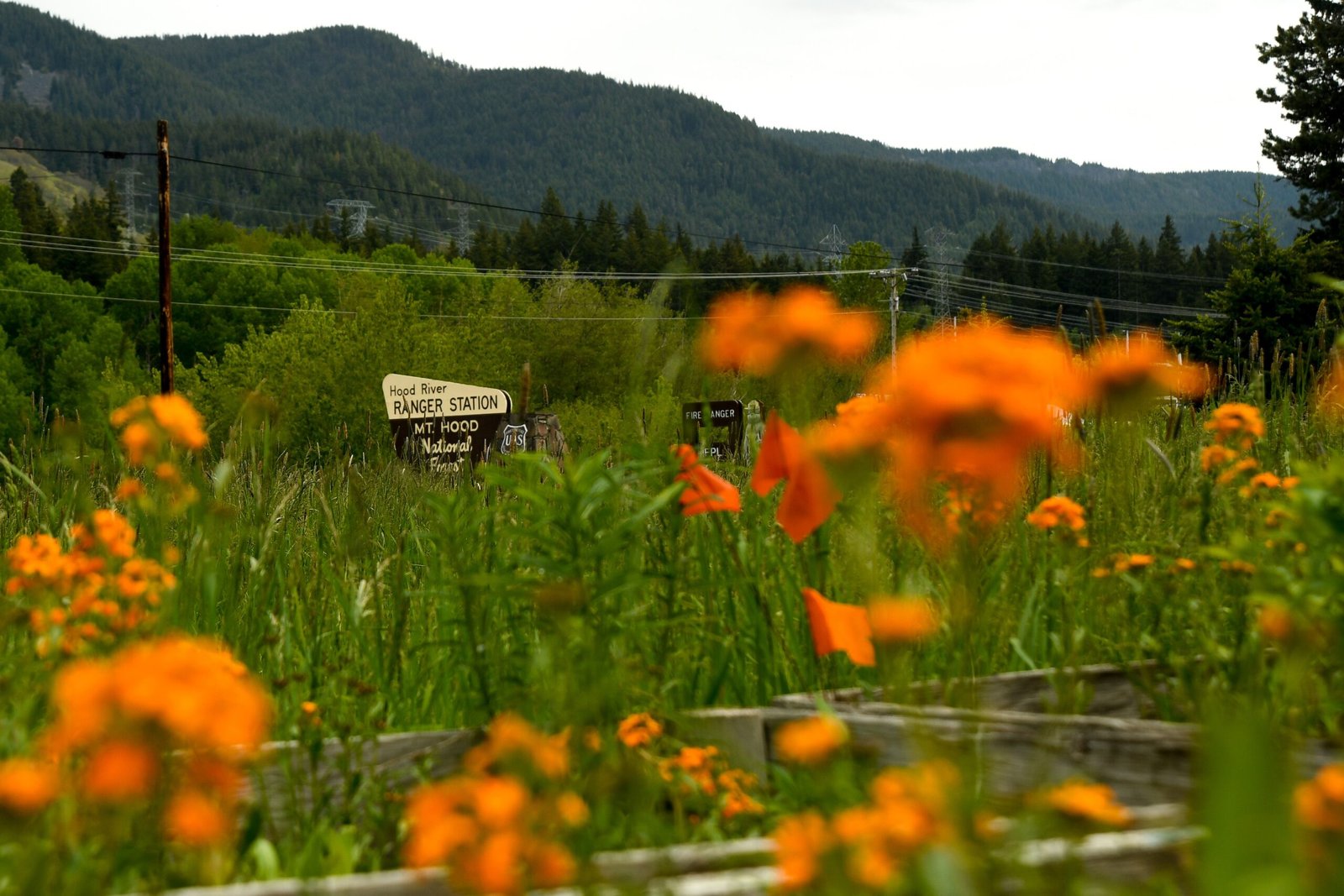 The Unsung Heroes: Pollinators at Work (image credits: wikimedia)