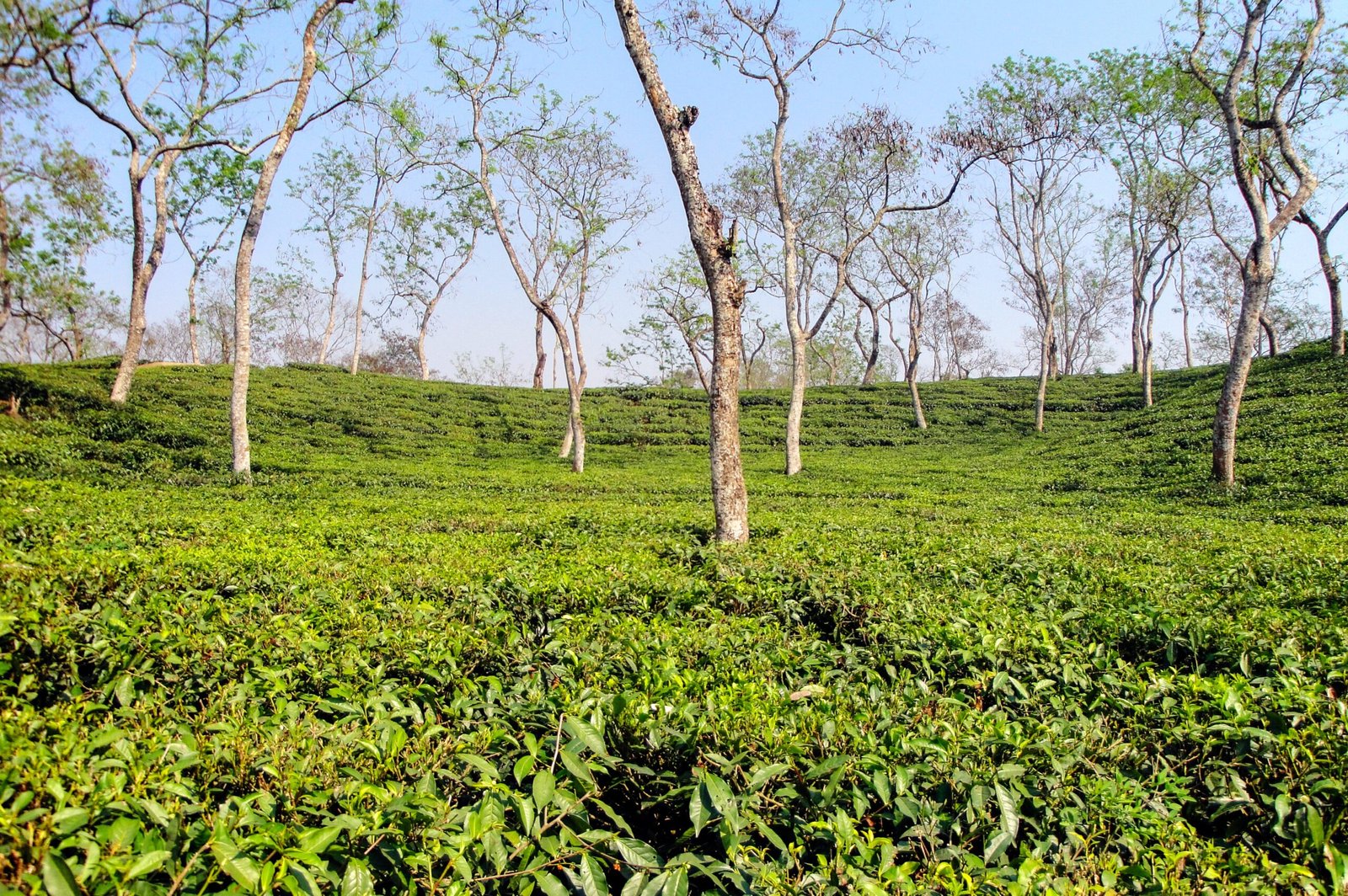 How Gardens Become Living Laboratories (image credits: wikimedia)