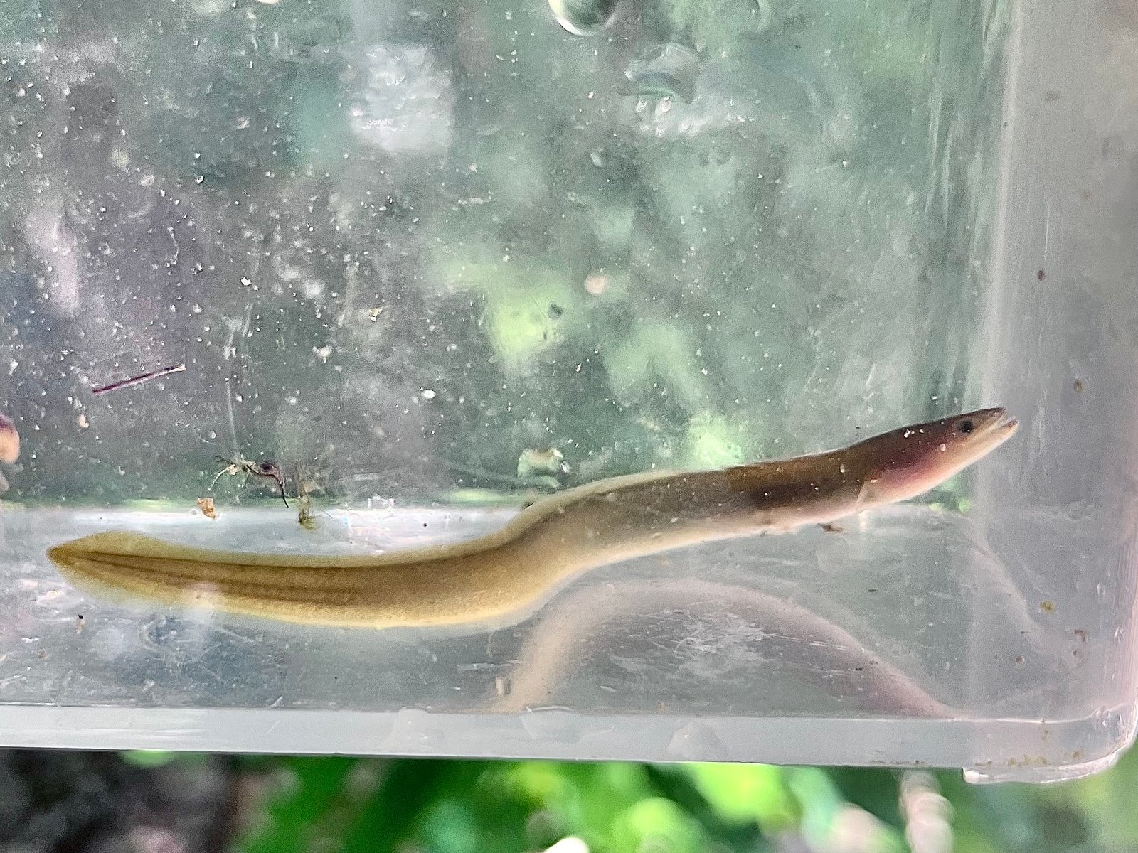 The European Eel: A Mysterious Comeback (image credits: wikimedia)