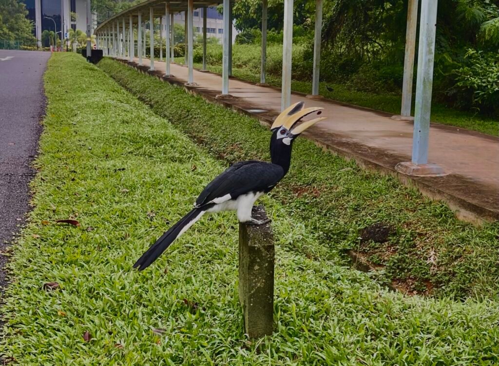 Balcony Gardens: An Accidental Hornbill Magnet