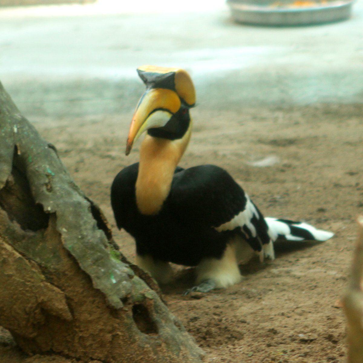 Social Signals: Hornbills and the City Soundscape (image credits: wikimedia)