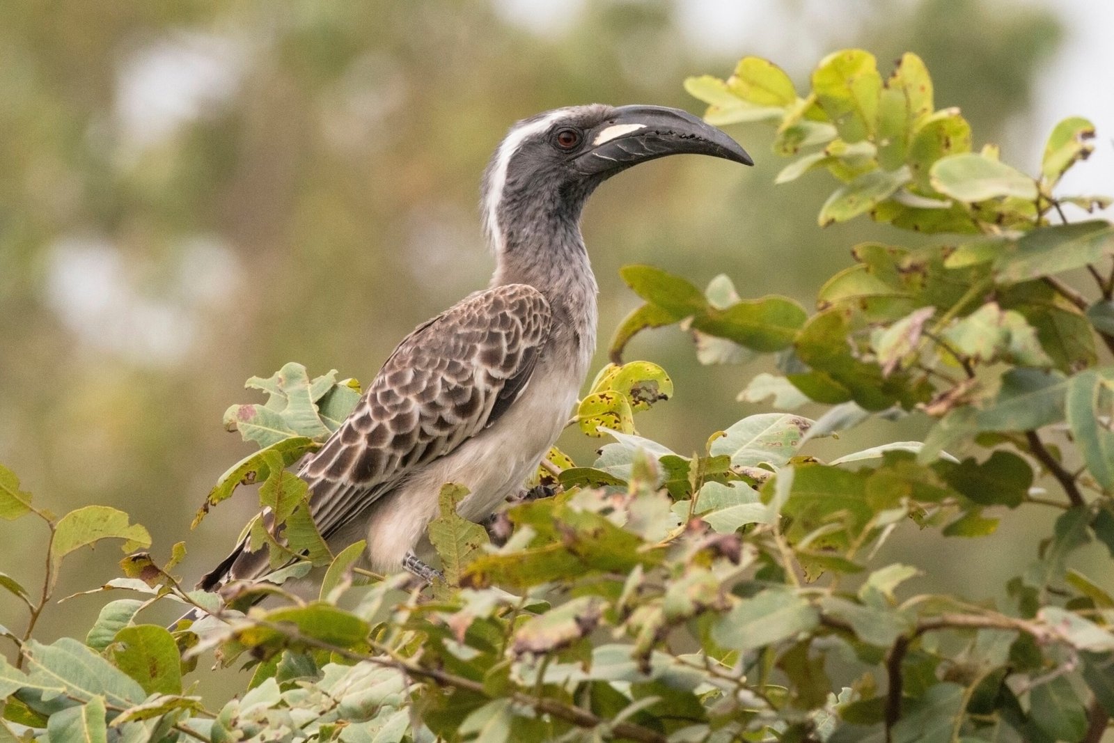 Hornbills in Culture: From Forest Myths to City Legends (image credits: wikimedia)