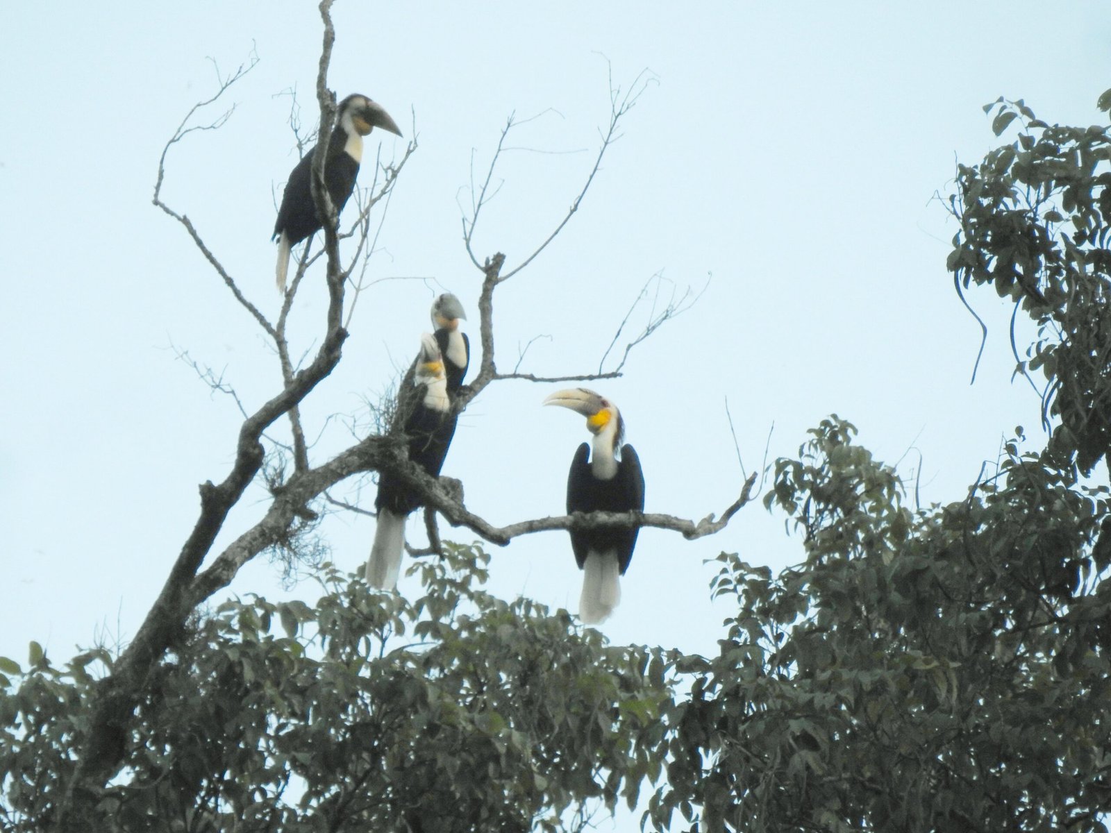 The Unexpected Joy of Sharing Space with Hornbills (image credits: wikimedia)