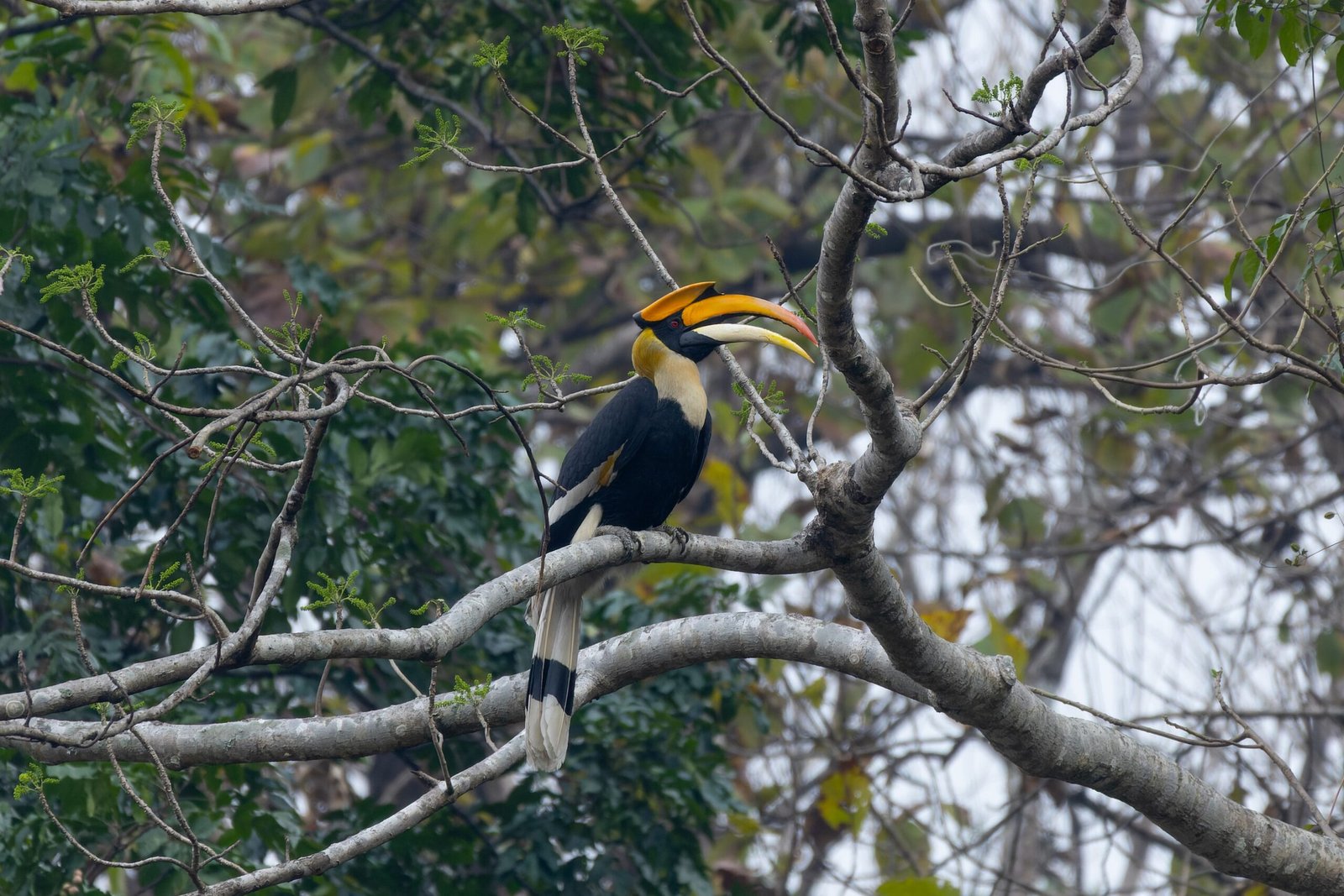 Protecting Hornbills: A Shared Responsibility (image credits: wikimedia)