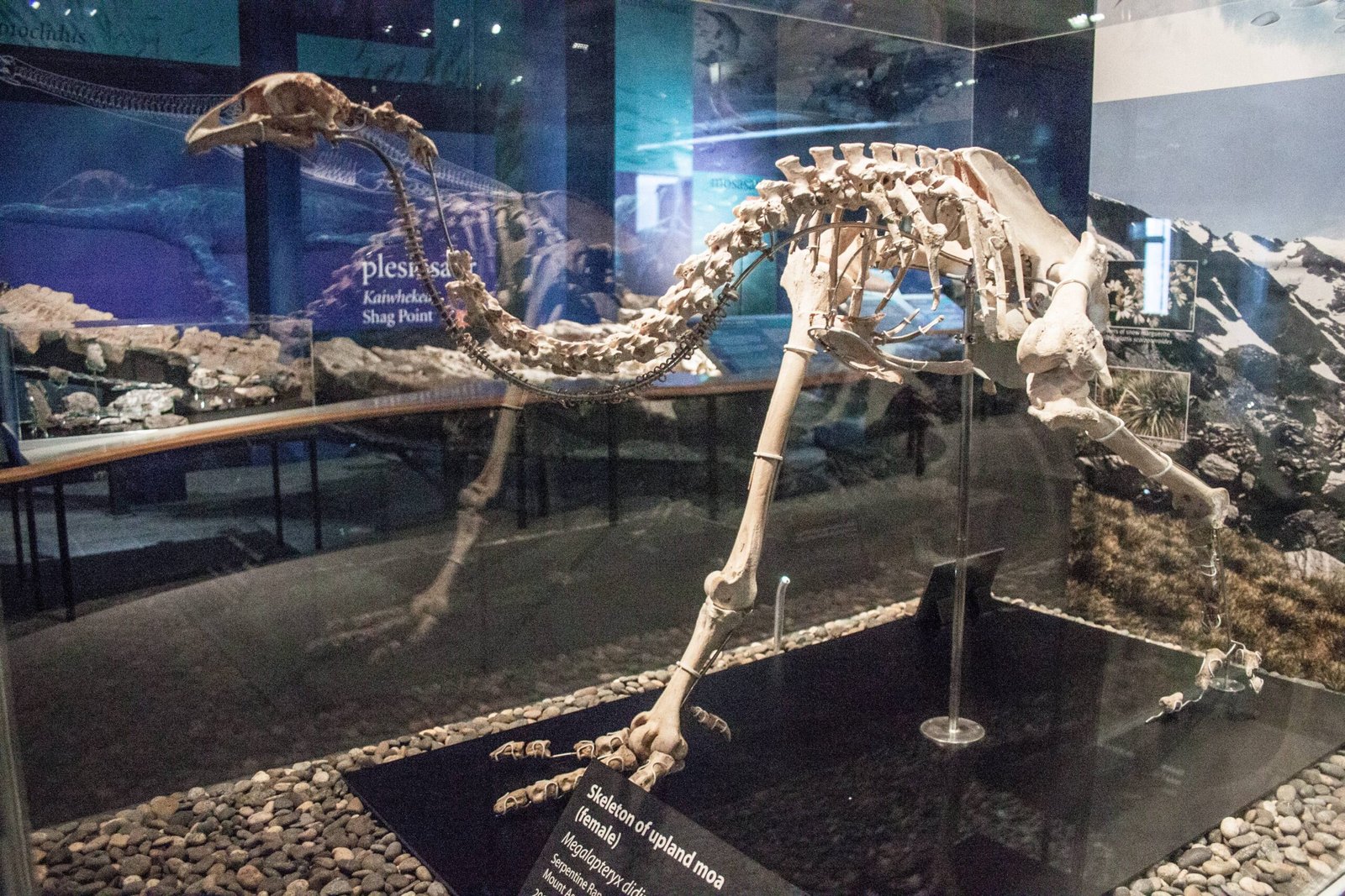 The Marvel of Moa Bones (image credits: wikimedia)
