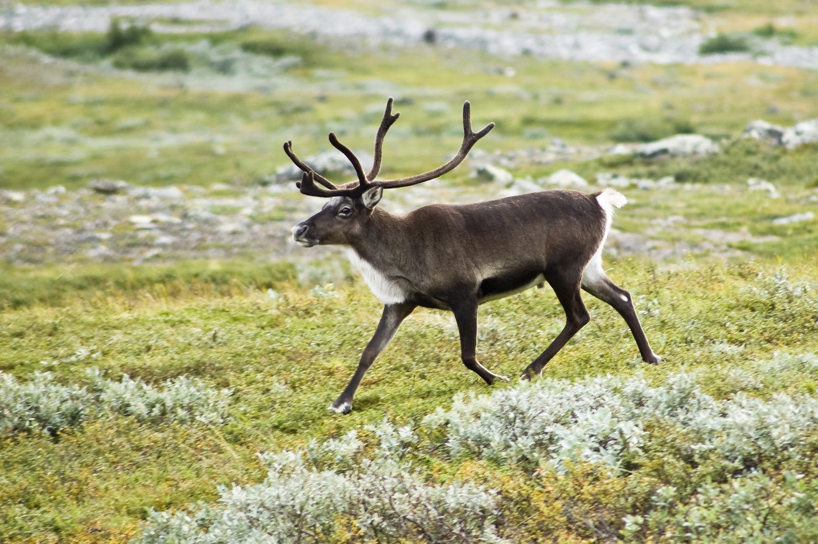 The Perilous Lives of Sweden’s Reindeer (image credits: wikimedia)