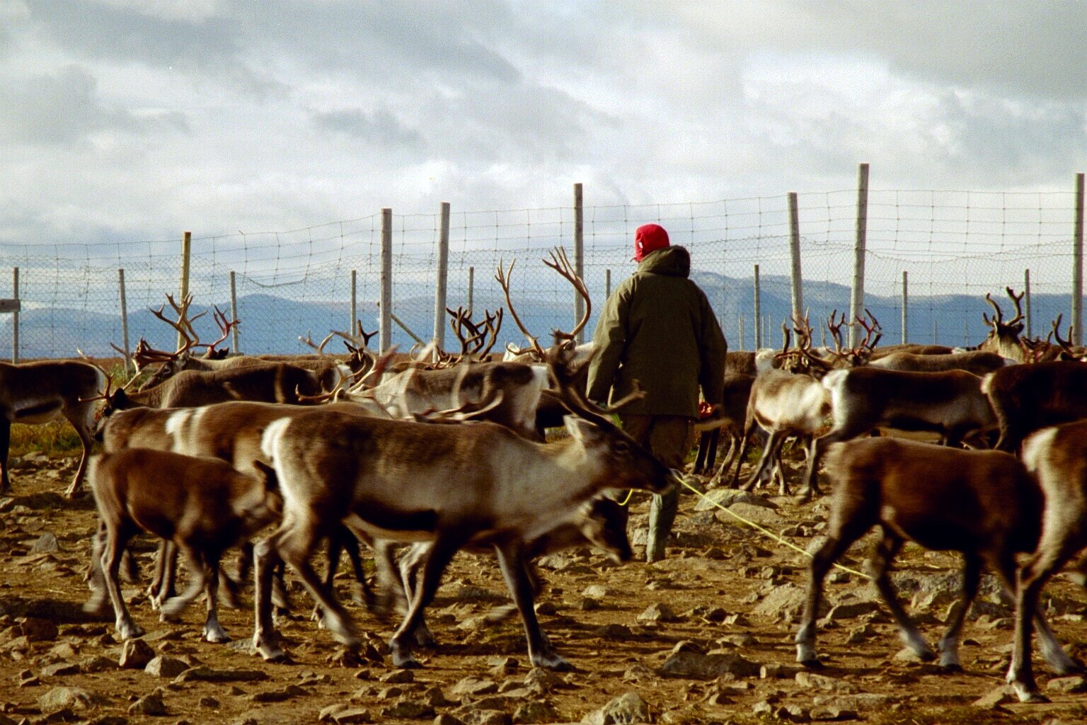 The Role of the Sami Herders (image credits: wikimedia)