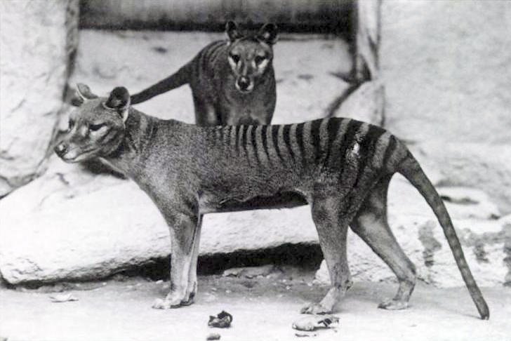 The Legend of the Tasmanian Tiger (image credits: wikimedia)
