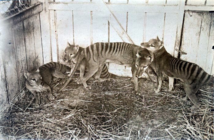 De-Extinction: Can We Bring the Thylacine Back? (image credits: wikimedia)
