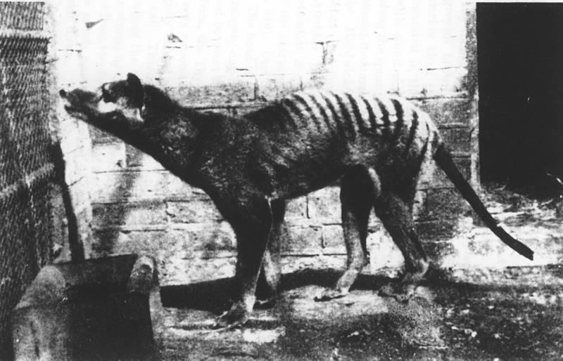 The Thylacine’s Lasting Impact (image credits: wikimedia)